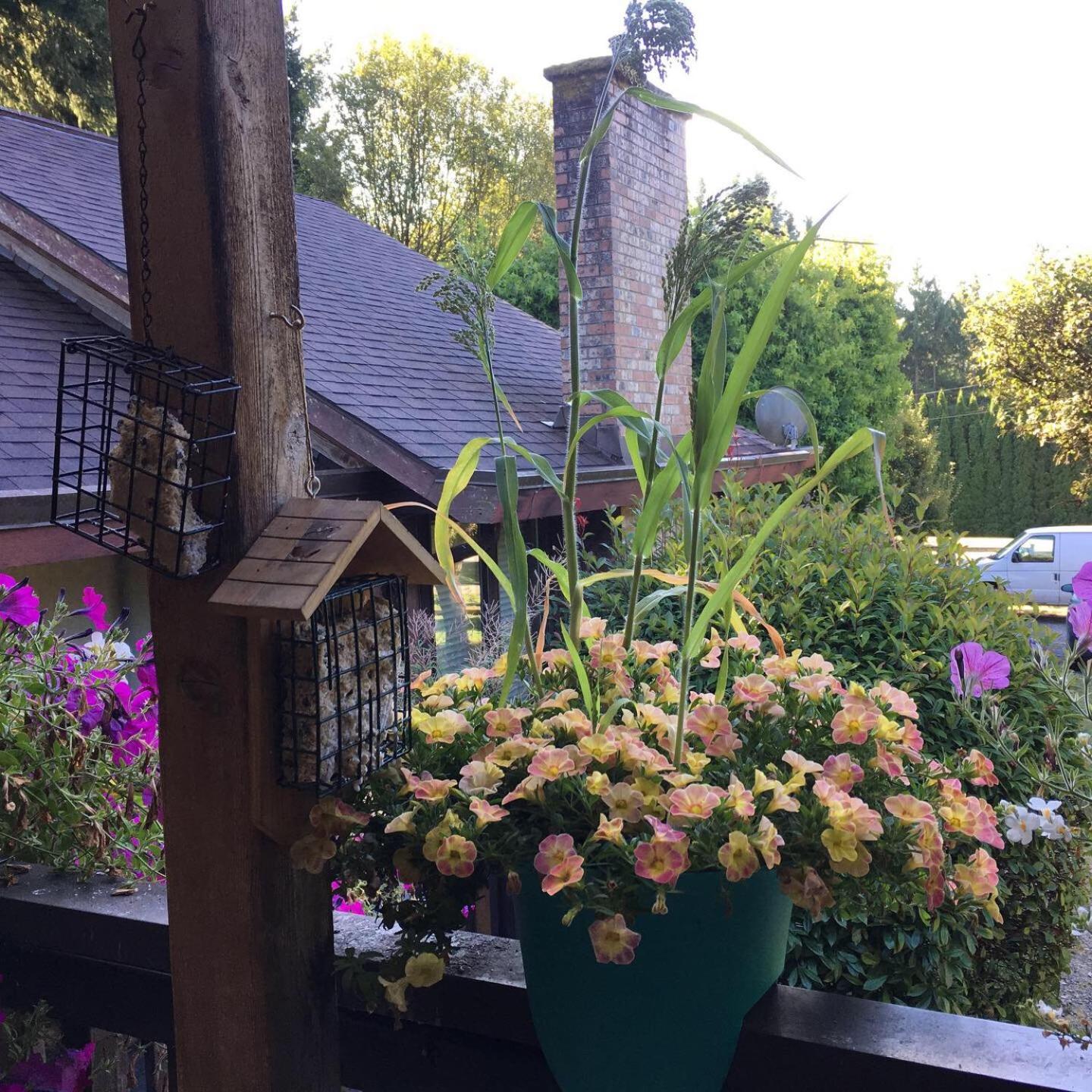 Coles Bay Vacation Retreat Villa North Saanich Bagian luar foto